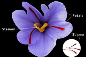 Crocus Sativus, Saffron Crocus